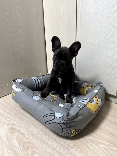 Лежак для кошек и собак / серый кот