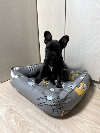 Лежак для кошек и собак / серый кот