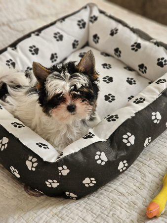 Лежак для кошек и собак / лапки, черные